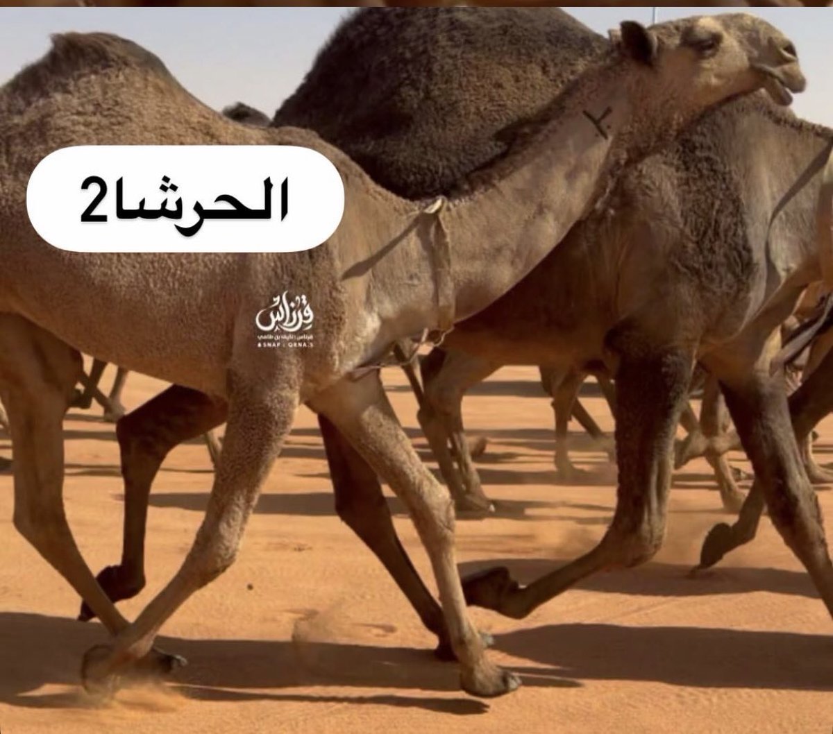 محمد العتيبي tweet media