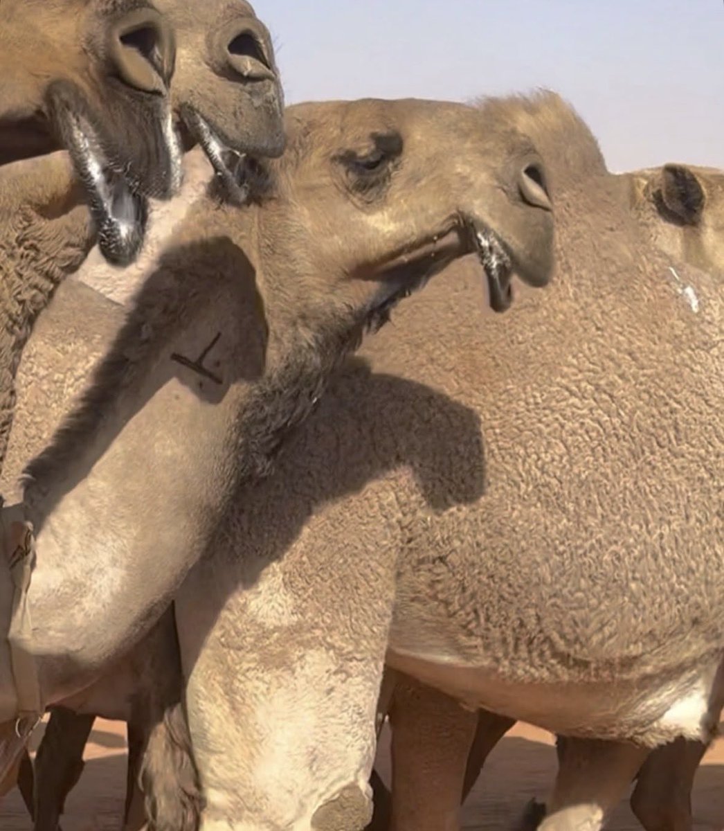 محمد العتيبي tweet media