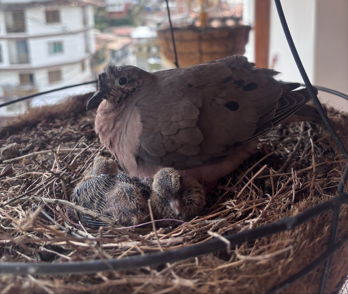 Ale tweet media