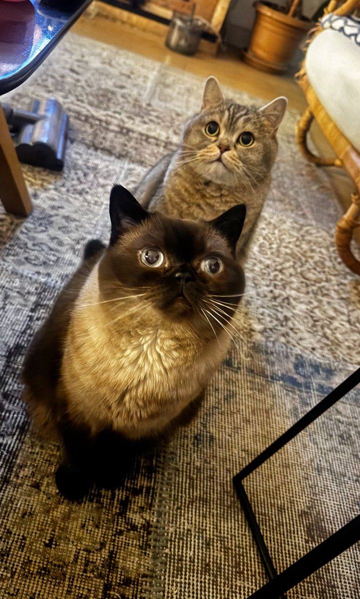 ergunyildiz's tweet photo. Benimkiler #Nuga #Pralin #cats https://t.co/k4rb6Jvqqz