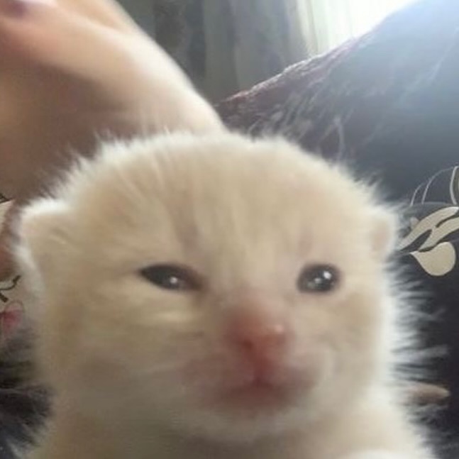 Punch Cat tweet media