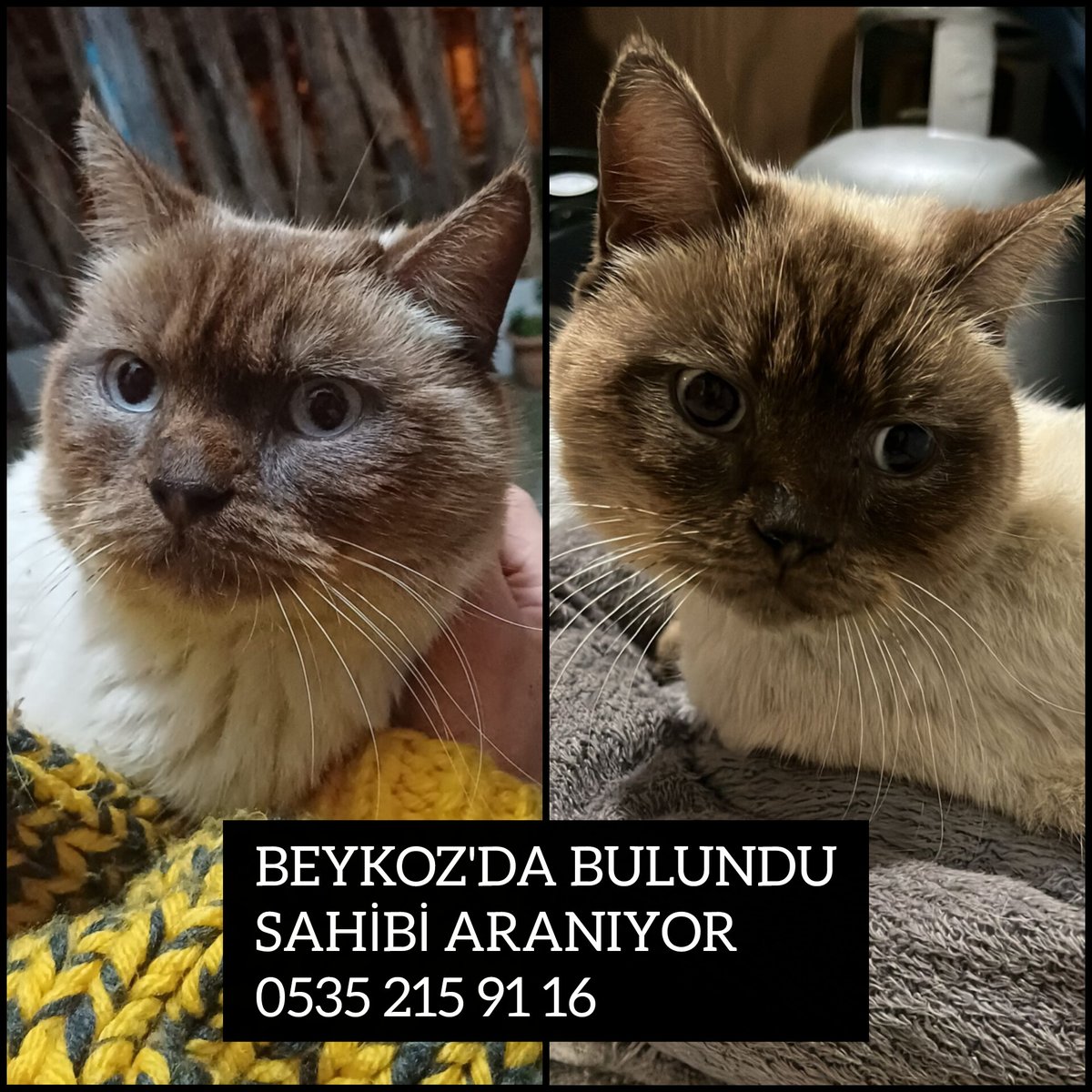 birkedidelisi tweet media