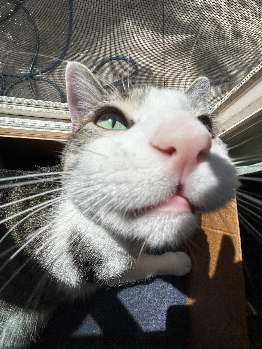 goose🪿 tweet media