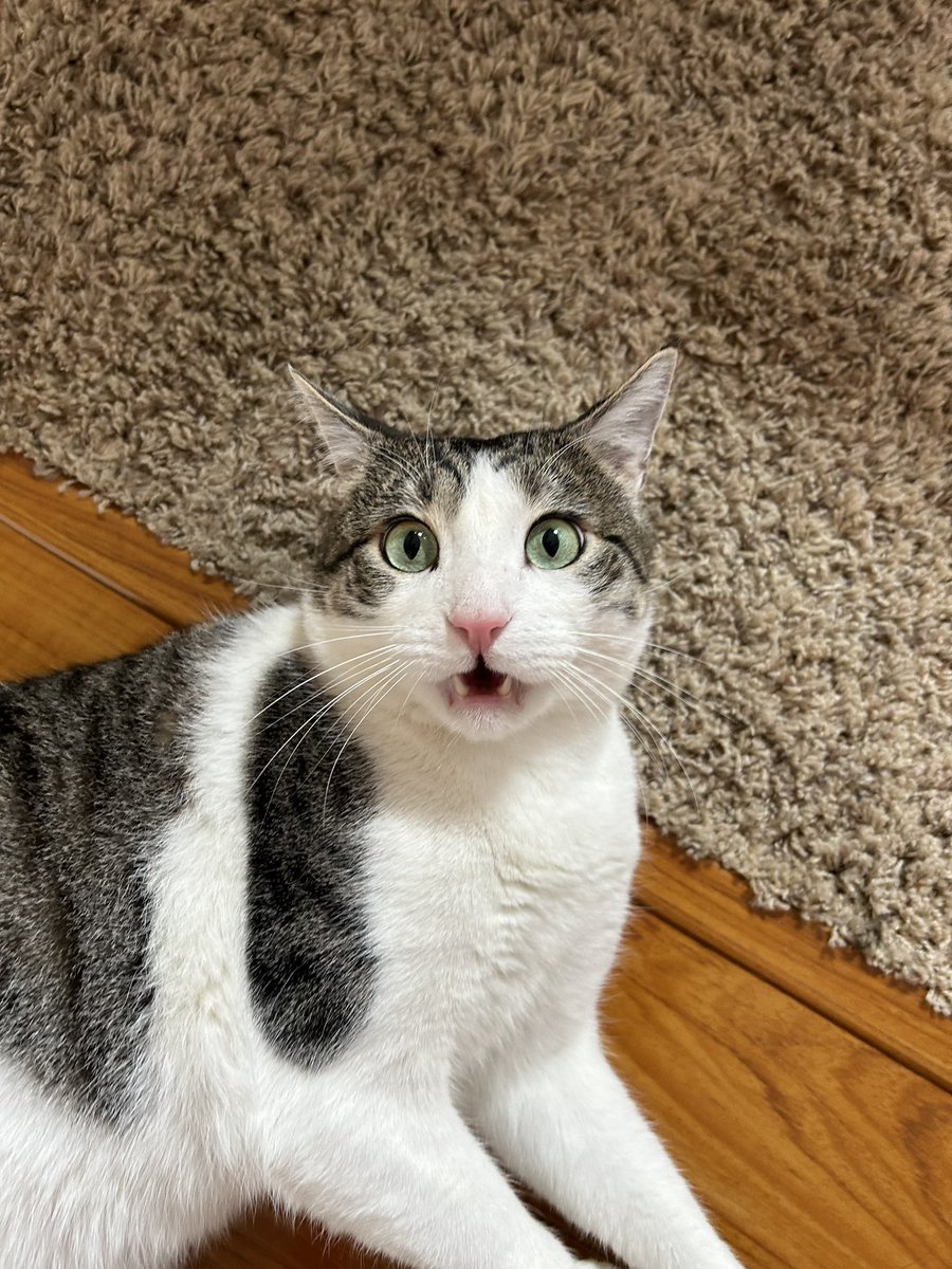 goose🪿 tweet media