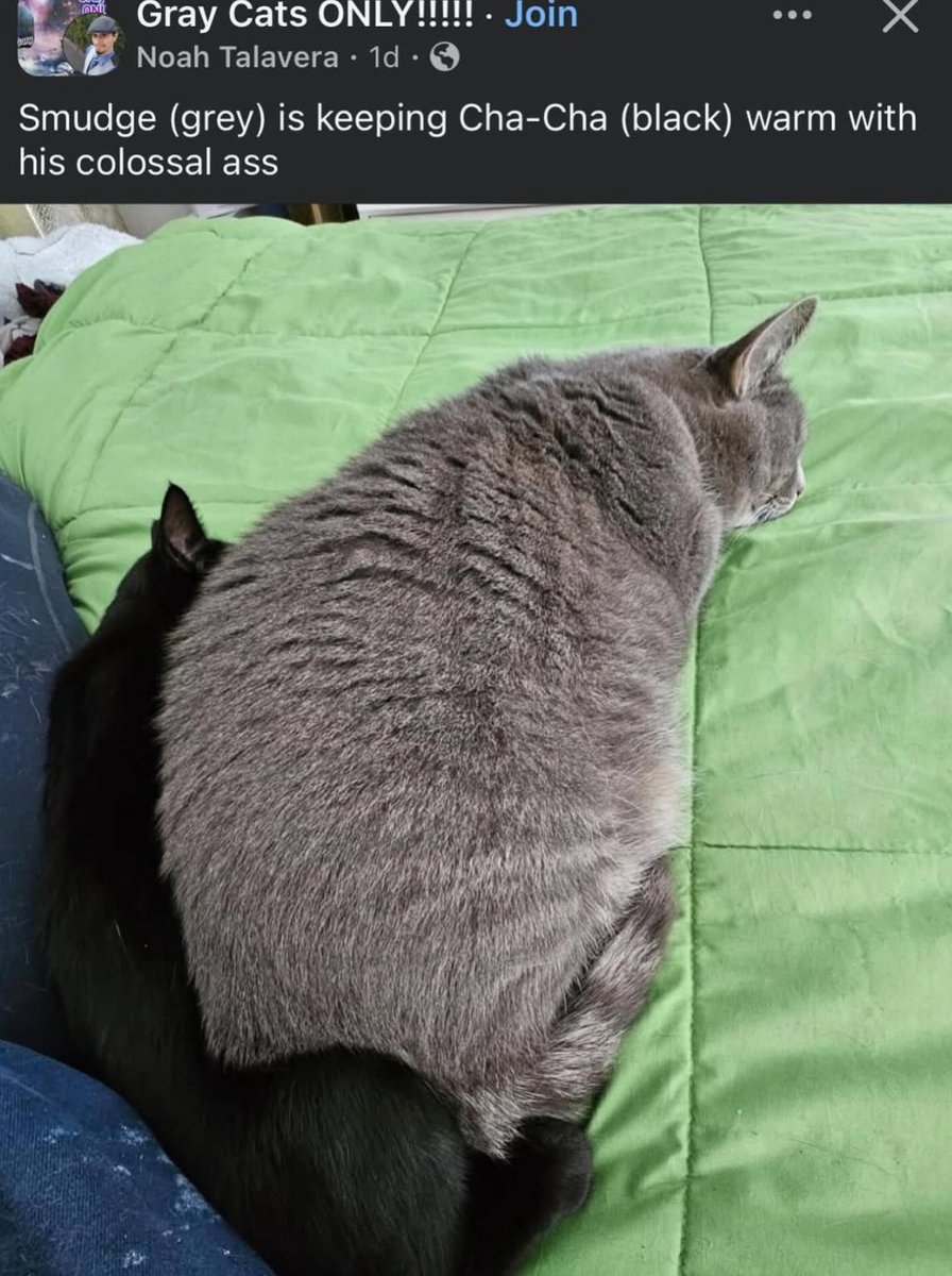 minty 🩷🐦⬛💀✨ (comms open) tweet media