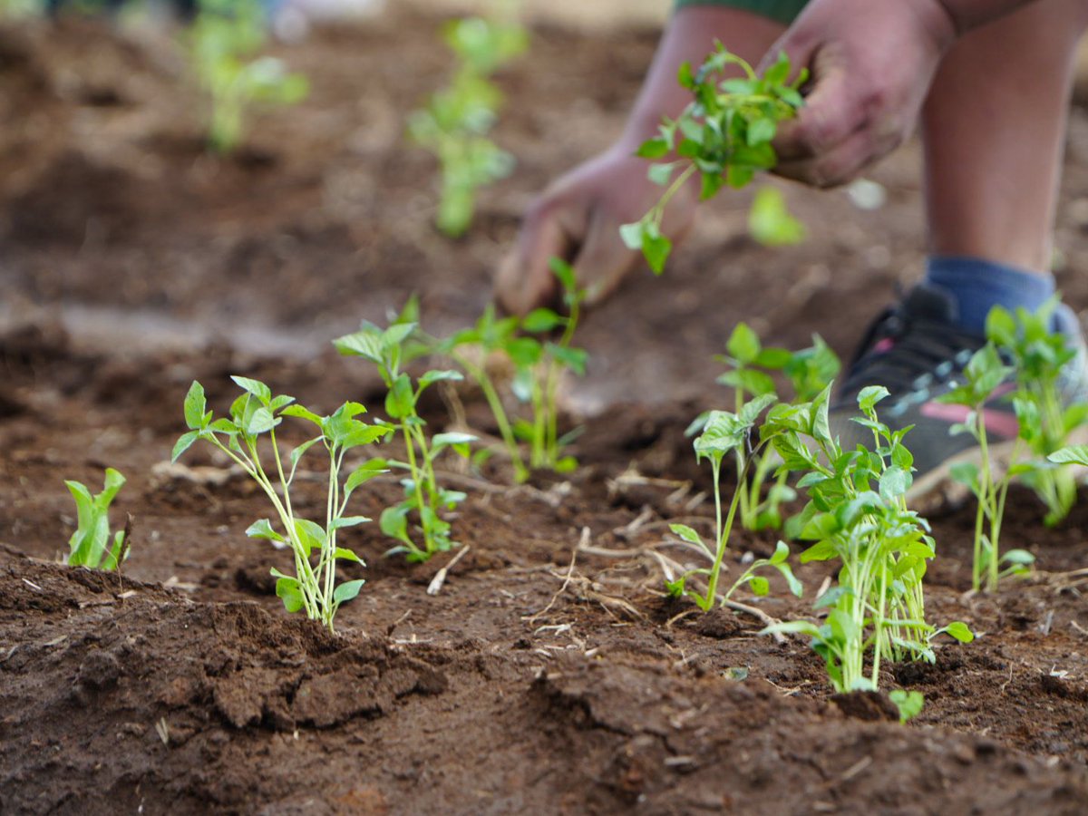 MAGA Guatemala tweet media