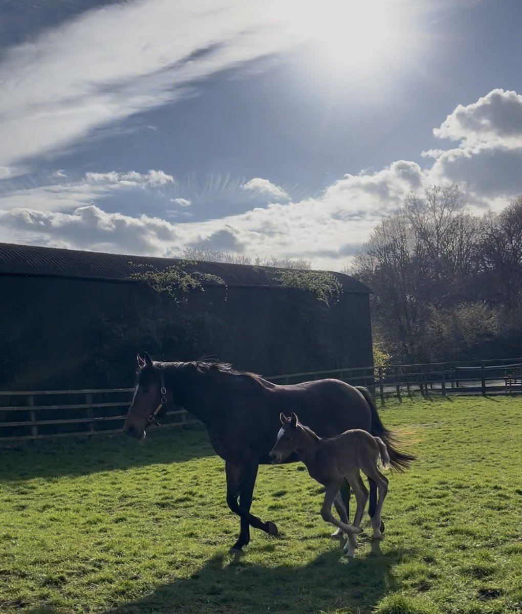 Charlock Stud-Graham&Carla tweet media