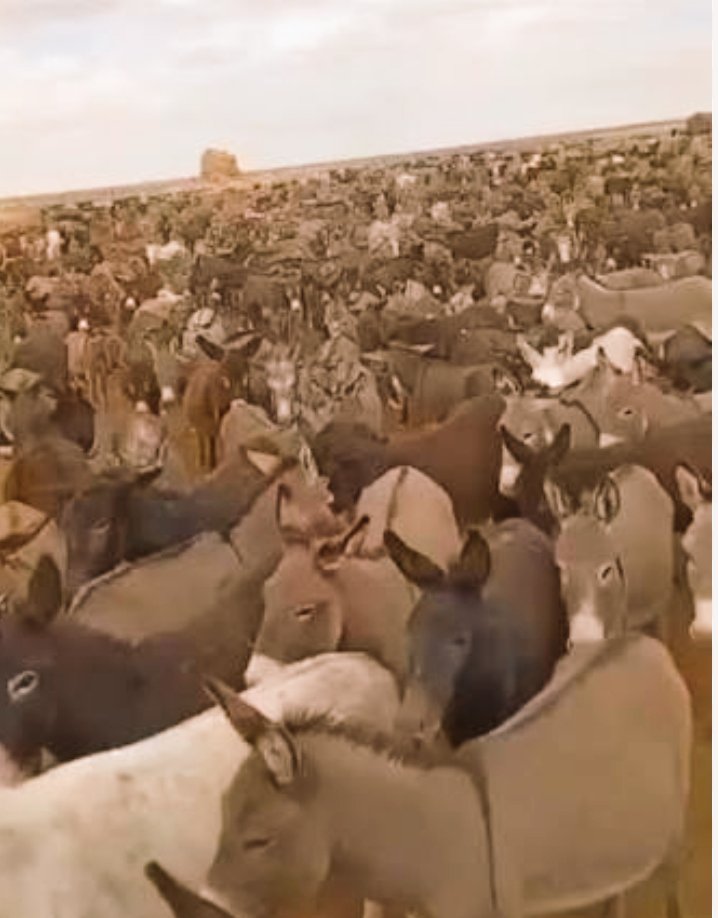 حاج کمال tweet media