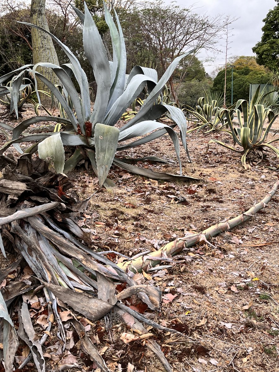 Maria Gabriela Escovar tweet media