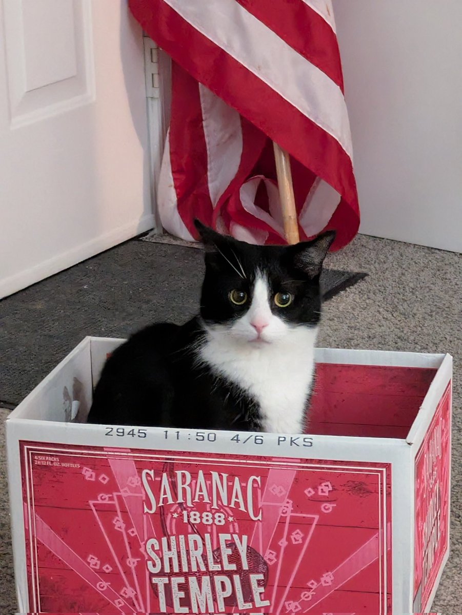 Merlin🌈&Freyja & Sylvester & Puck tweet media