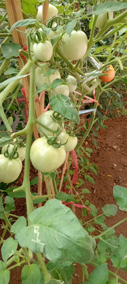 Jirocho BKK tweet media