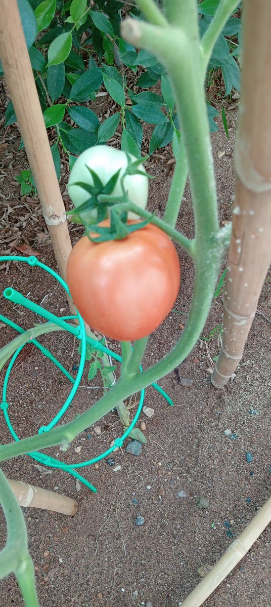 Jirocho BKK tweet media