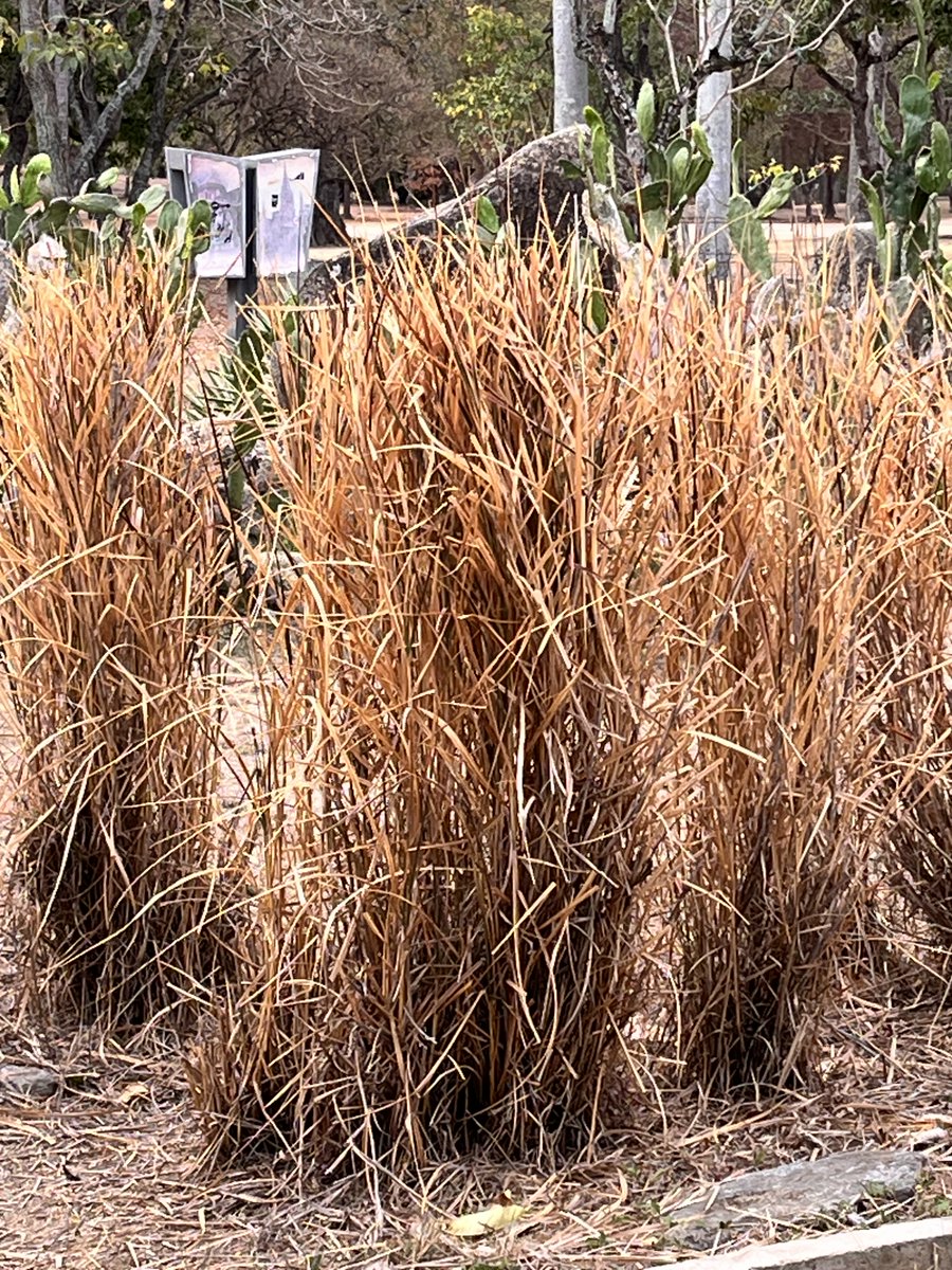 Maria Gabriela Escovar tweet media