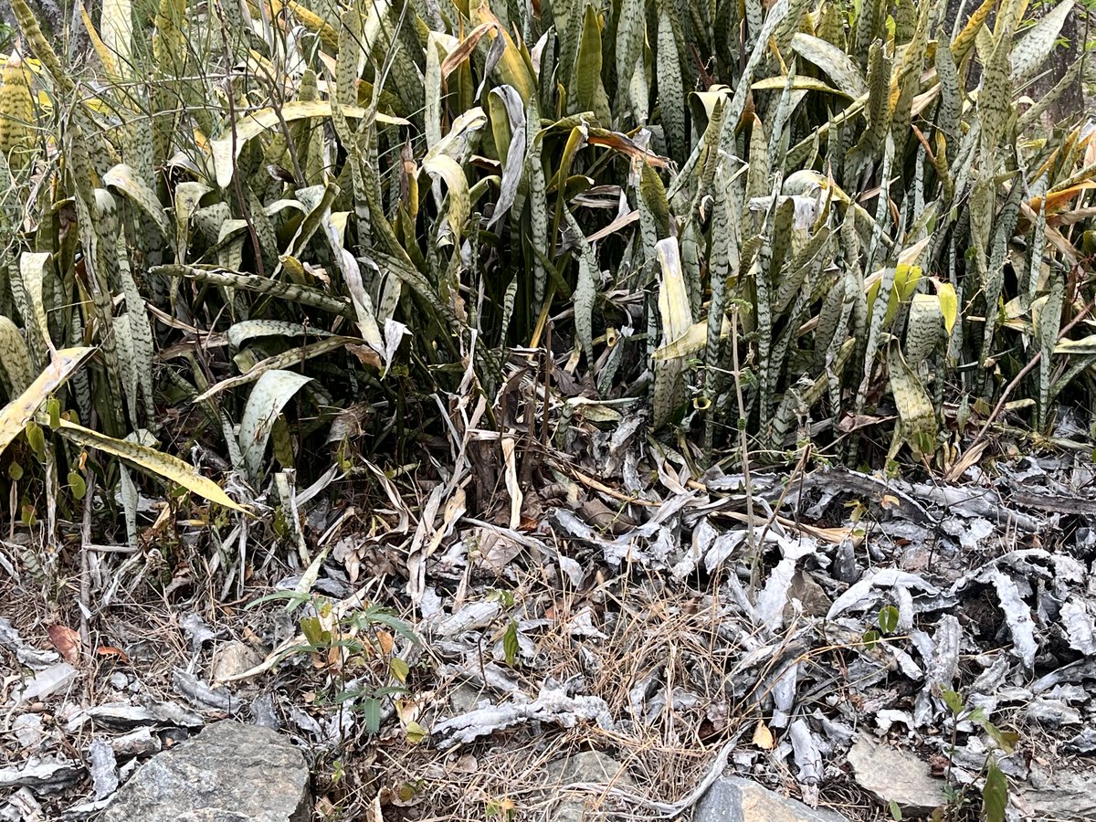 Maria Gabriela Escovar tweet media