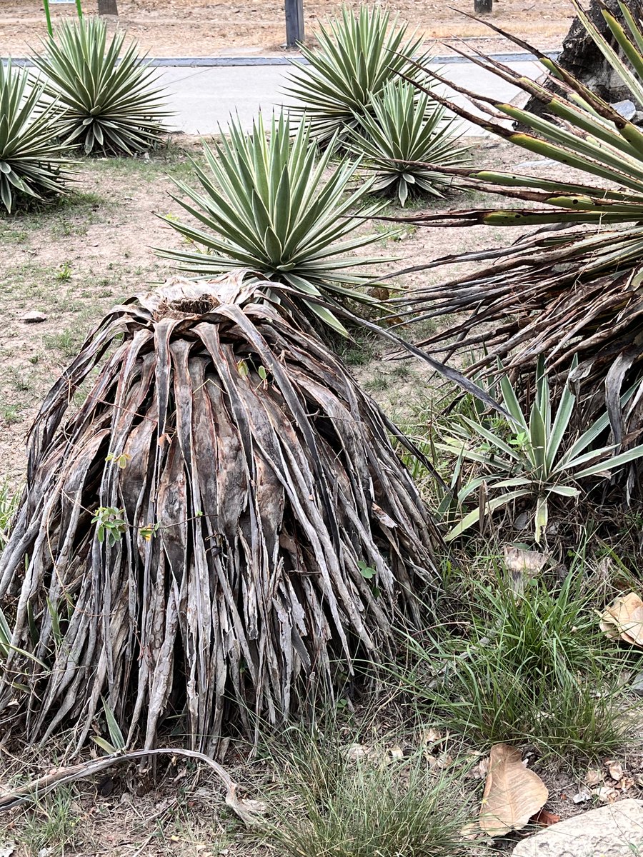 Maria Gabriela Escovar tweet media