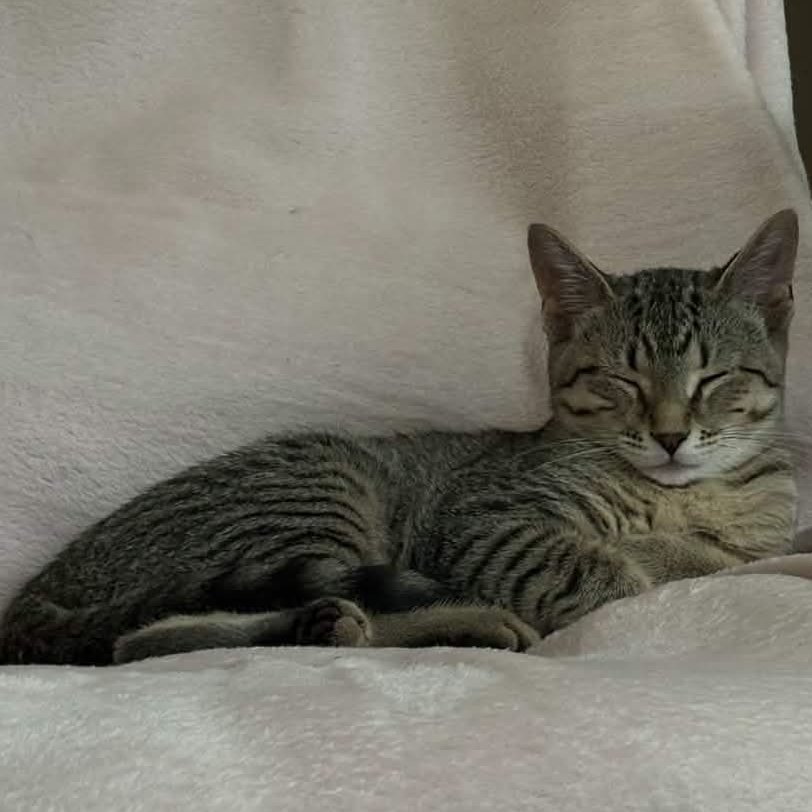 nabi | ꒰DONOTHON꒱ tweet media