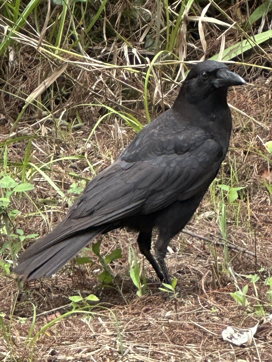 Red Elf 🧚🏼‍♀️ ❀༻༺❀ loathes LIARS tweet media