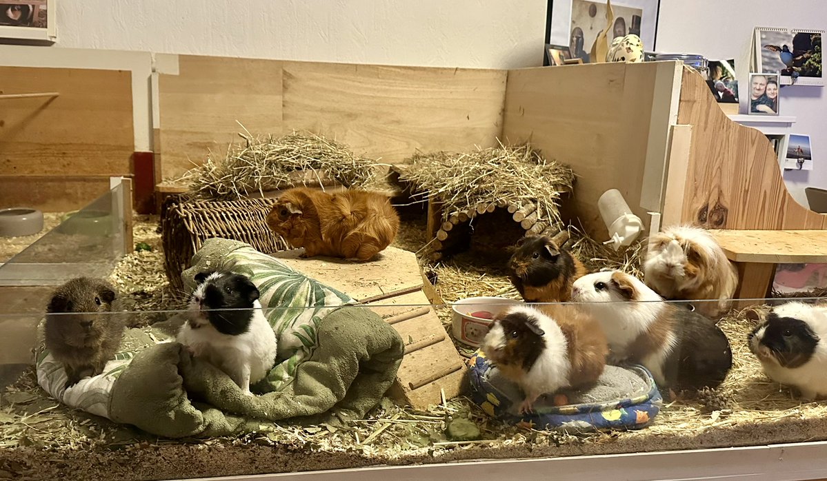 Anna Rebella, the woman, the myth, the legend tweet media