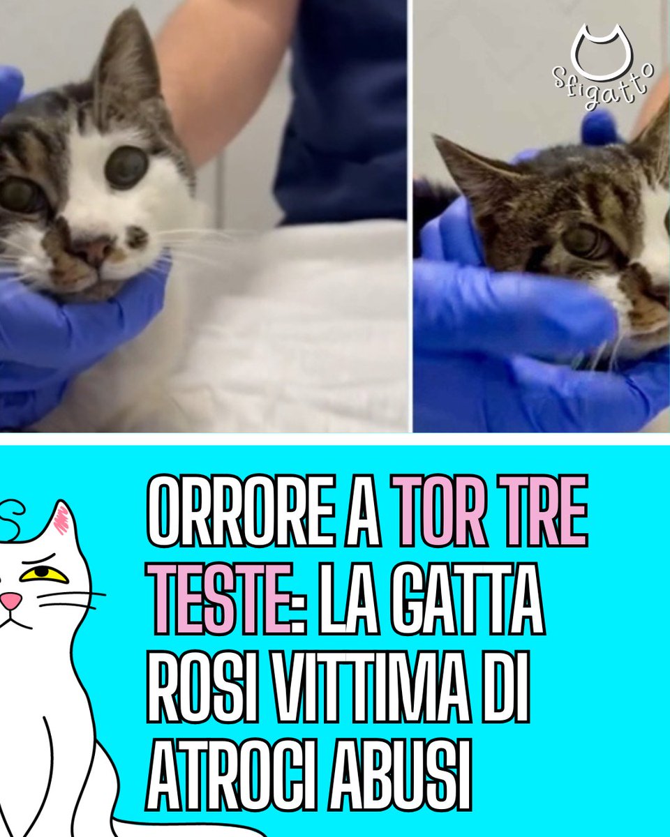 Sfigatto's tweet photo. Sono senza parole. https://t.co/4UPjckQxIN