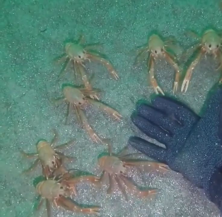 🌧️🐛 io tweet media