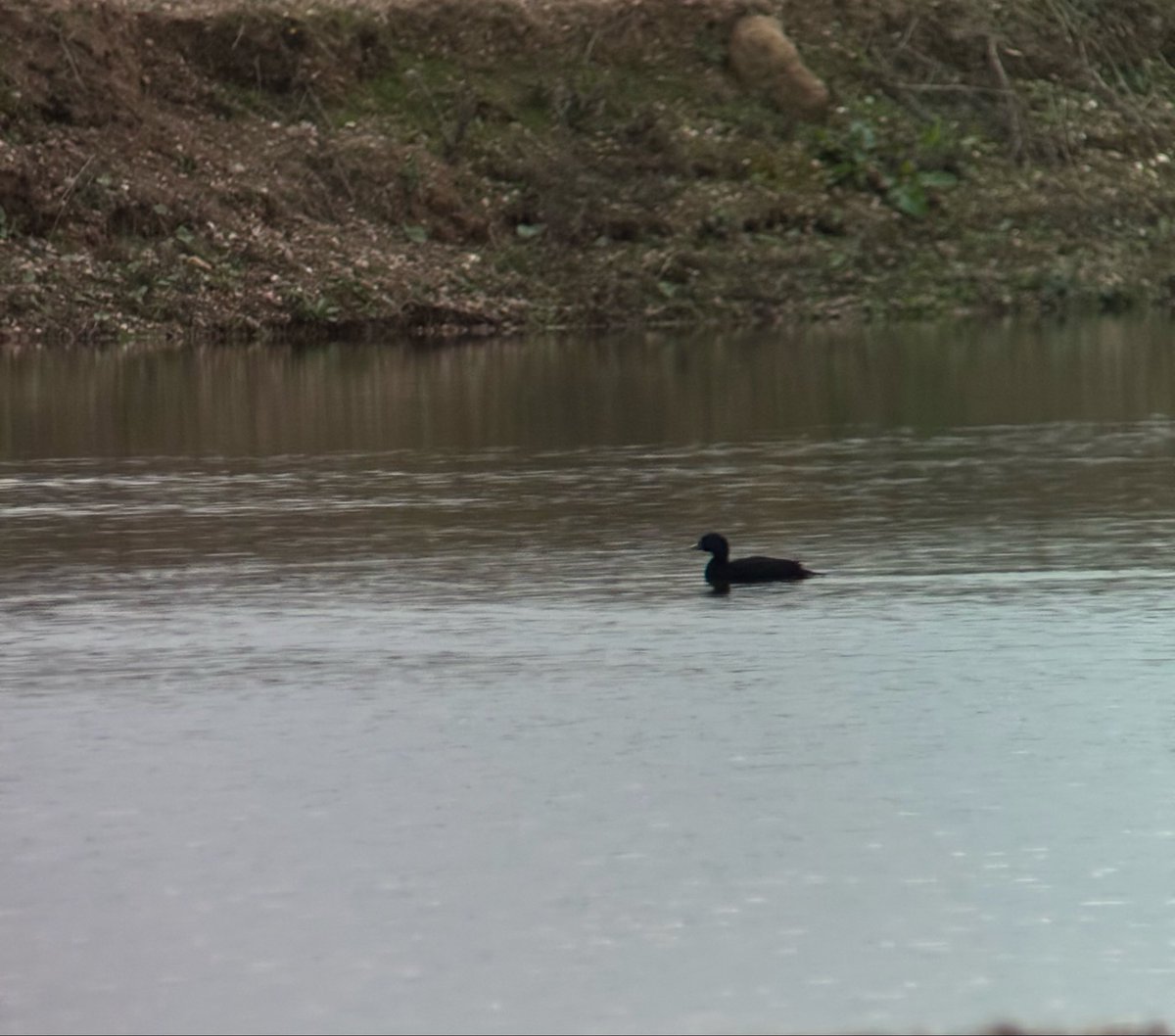 Dan Shaw tweet media