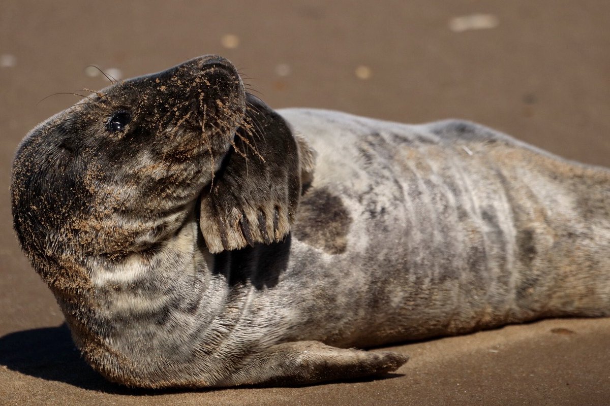 Sarah coxh tweet media