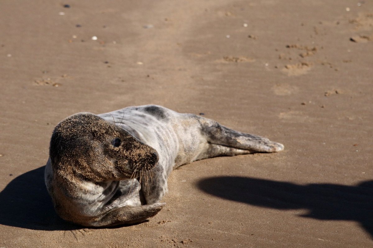 Sarah coxh tweet media