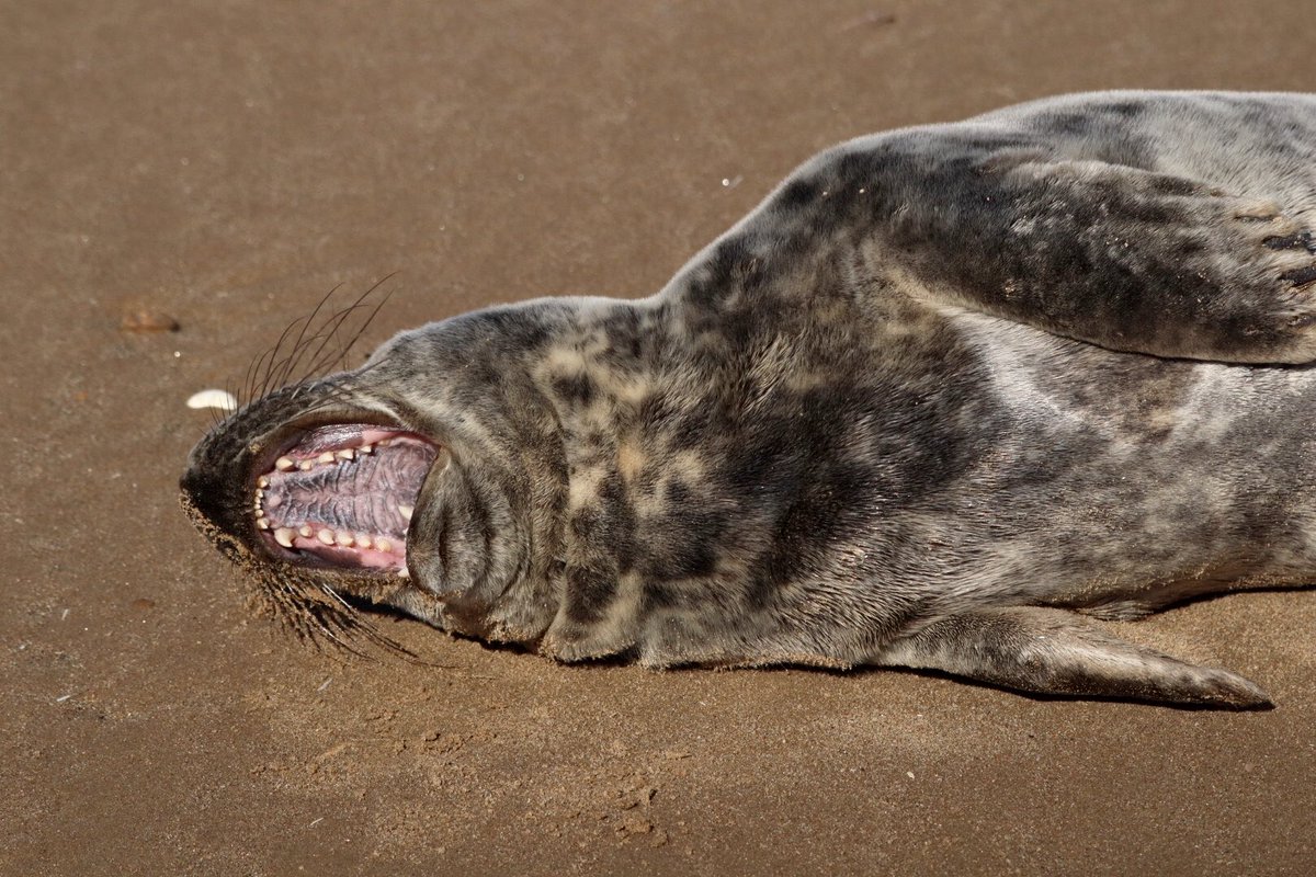 Sarah coxh tweet media