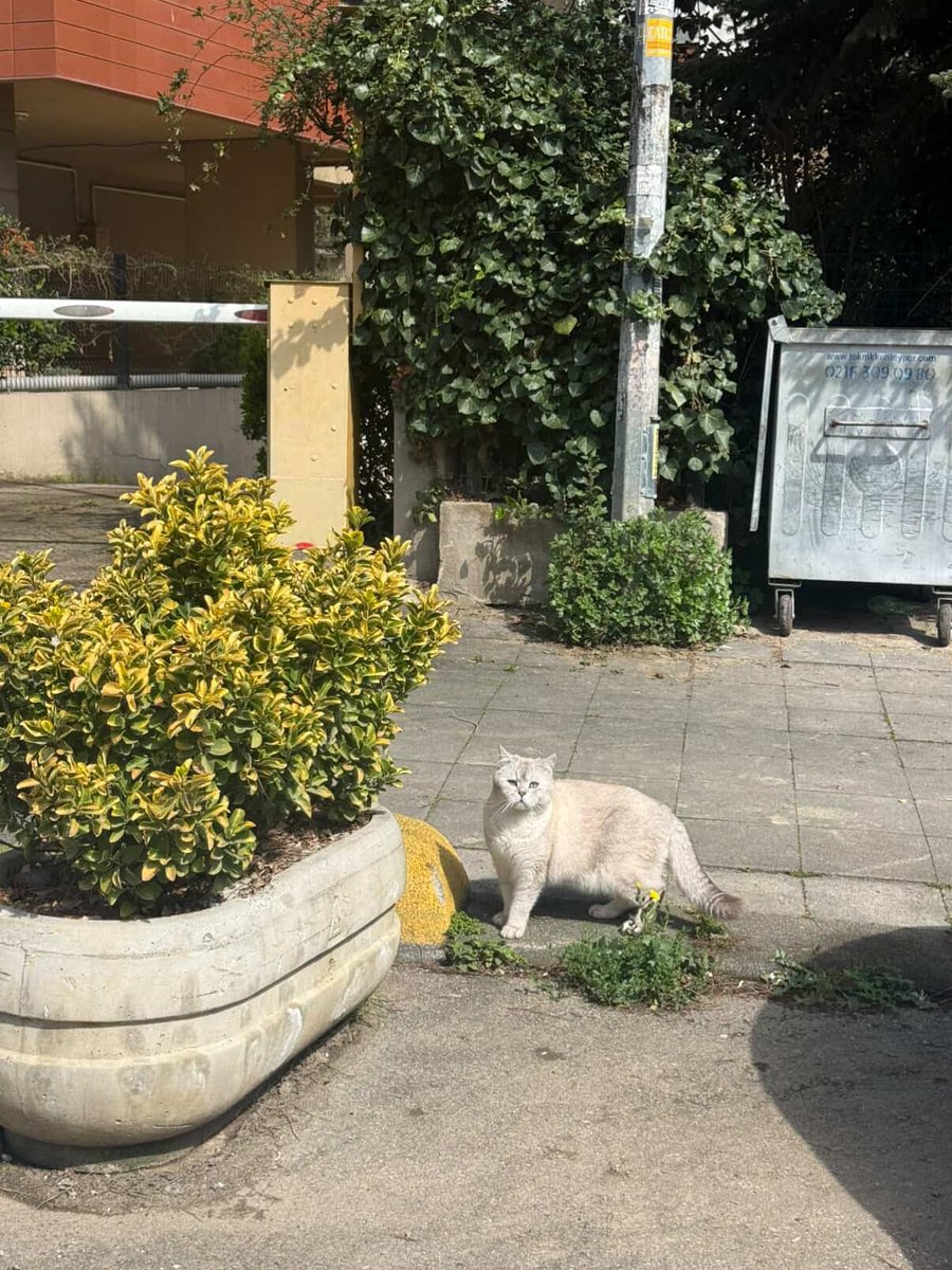 Pati Arkadaş tweet media