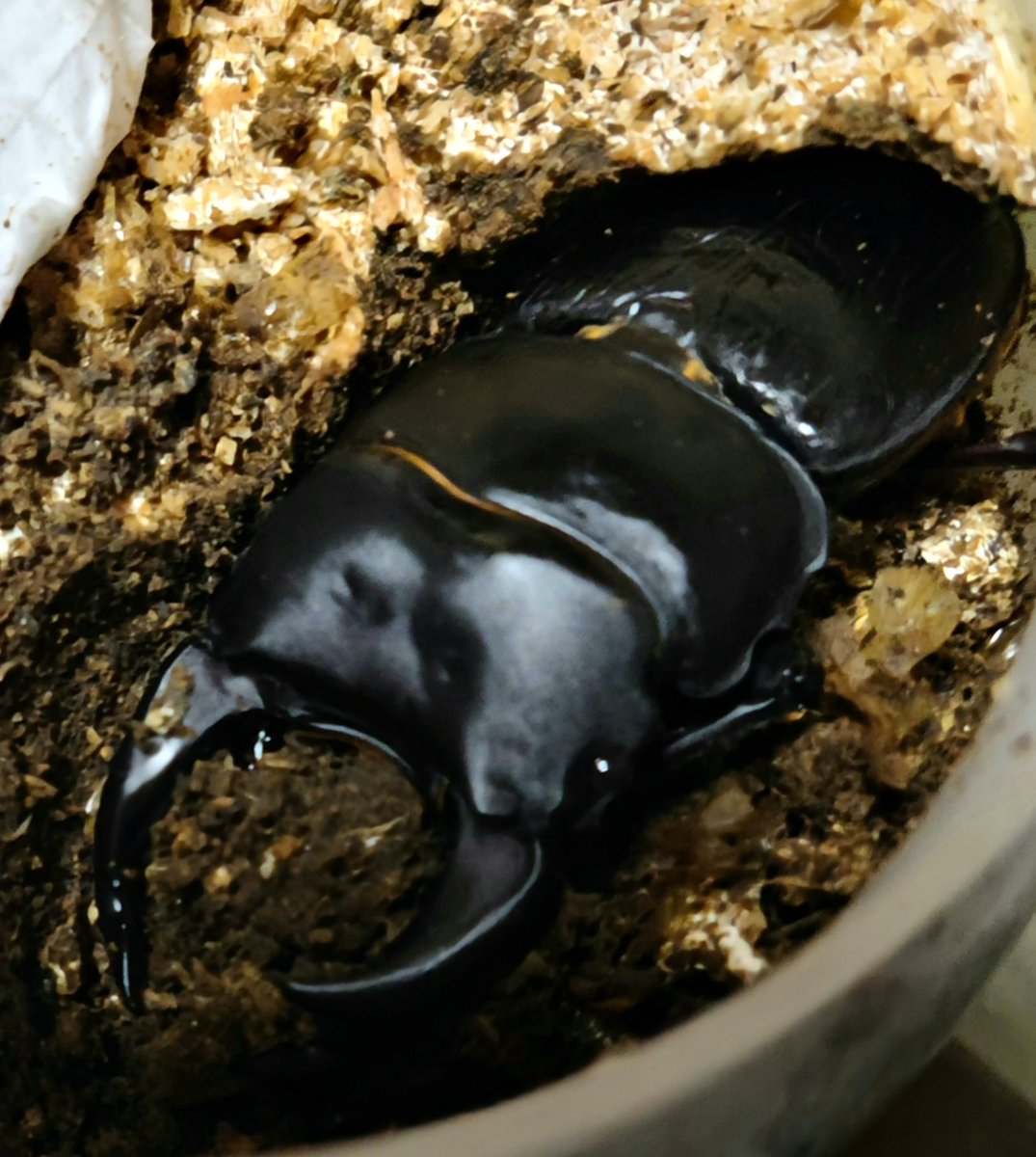 あげさん tweet media