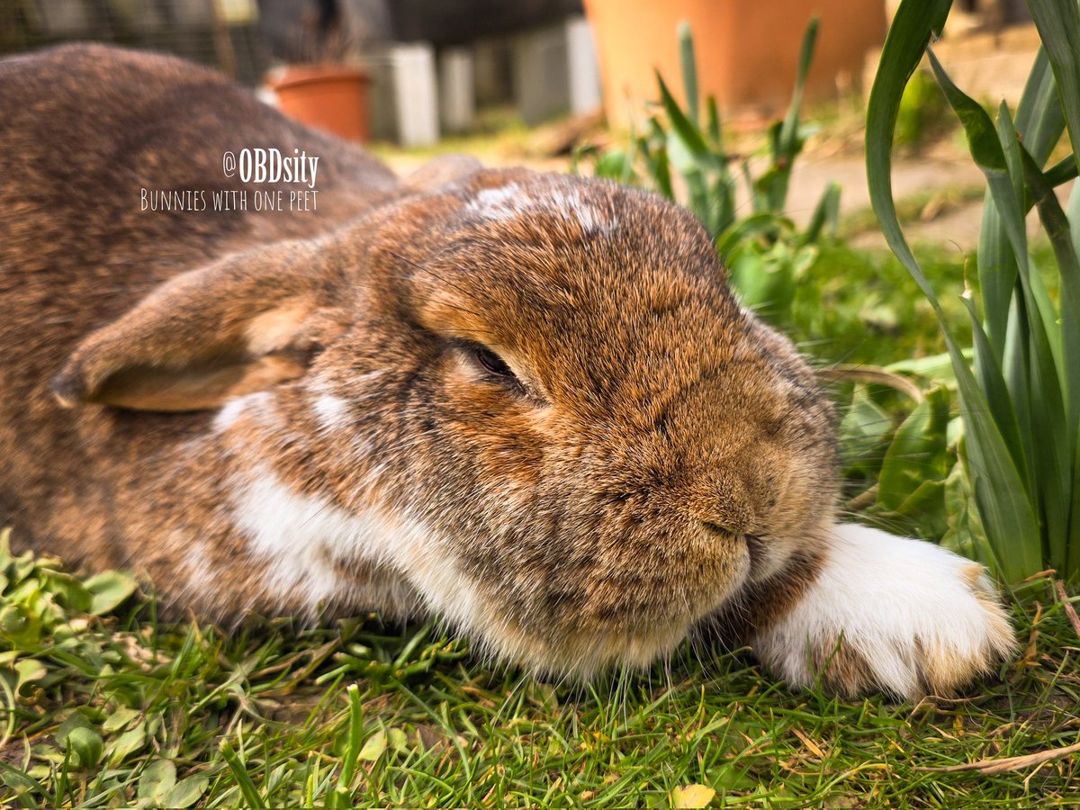 OBDsity | Bunnies in a Bun Dance tweet media