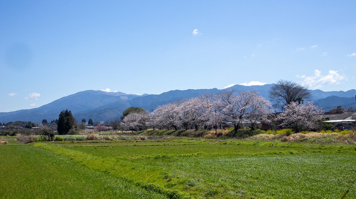 人吉球磨チャンネル tweet media