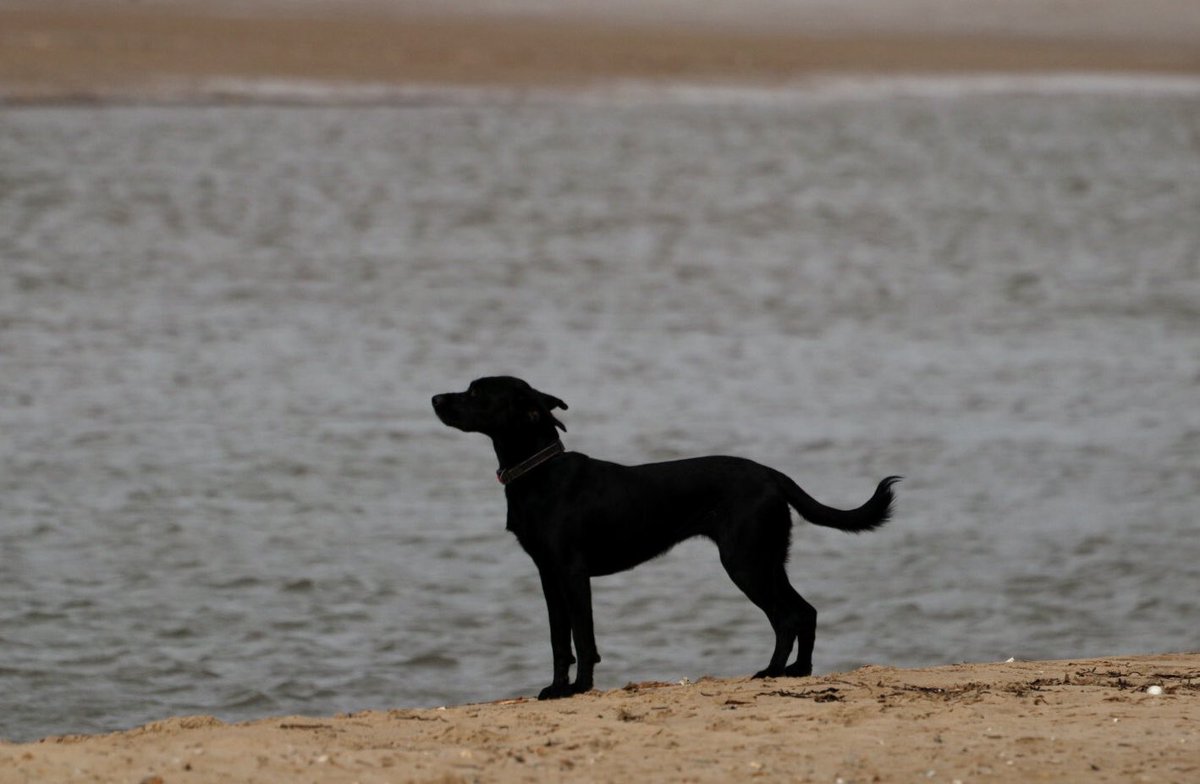 Sarah coxh tweet media