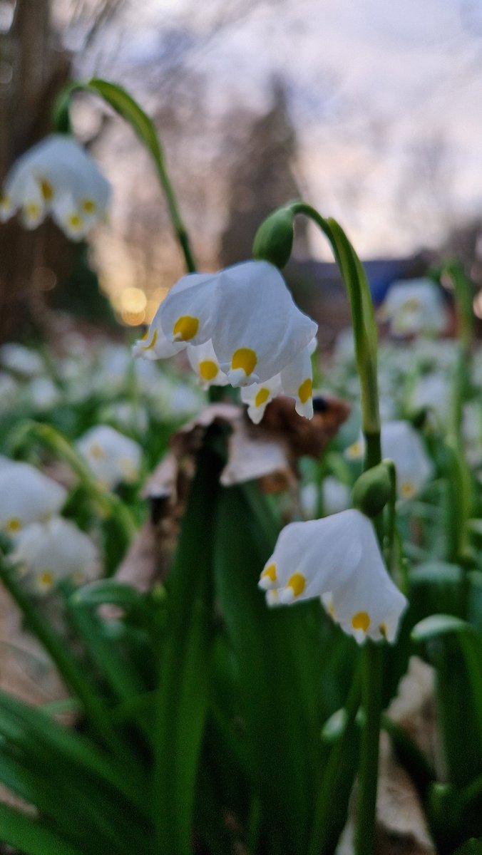 Plantaholic 🌸 tweet media