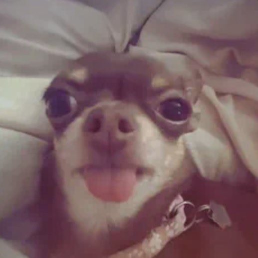 itz killa tweet media