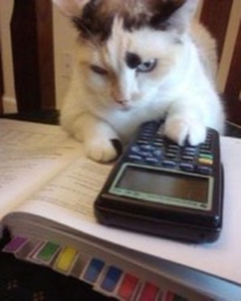 Punch Cat tweet media