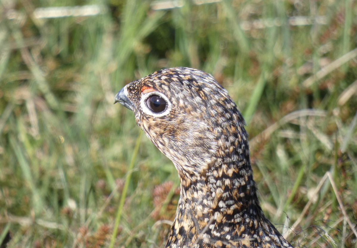 Andy Goodey tweet media