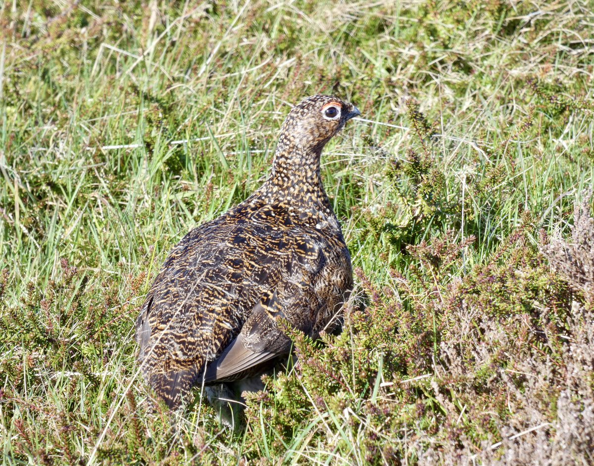 Andy Goodey tweet media