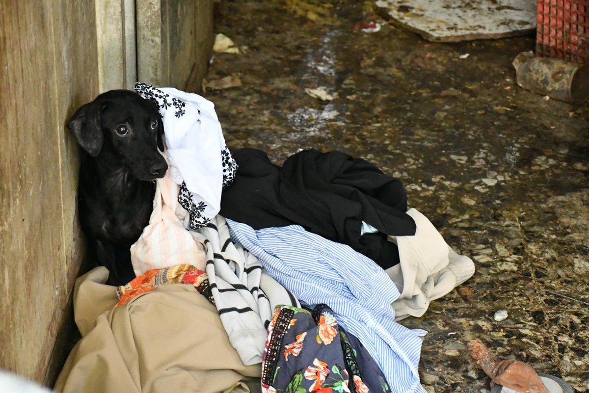 Ana Maria Aljure tweet media