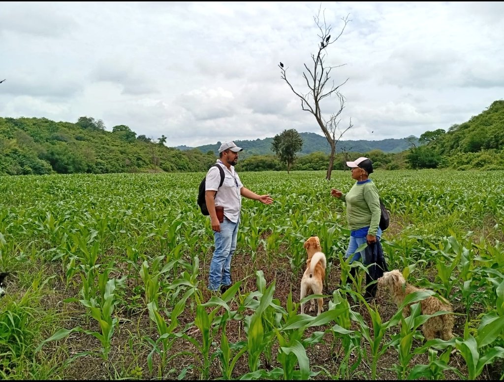 Agricultura_CZ4's tweet photo. #Manabi | Con el fin de garantizar el bienestar de la soberanía alimentaria 🌱🍲, brindamos acompañamiento a pequeños productores de los cantones #Portoviejo y #Rocafuerte con asistencia técnica permanente, transmitiendo tecnología y conocimientos. 🇪🇨🇪🇨
#ElNuevoEcuador https://t.co/ty7gLkAB1d
