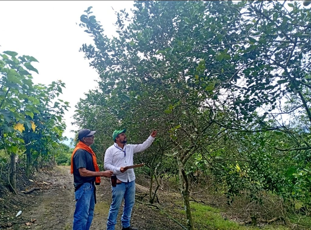 Agricultura_CZ4's tweet photo. #Manabi | Con el fin de garantizar el bienestar de la soberanía alimentaria 🌱🍲, brindamos acompañamiento a pequeños productores de los cantones #Portoviejo y #Rocafuerte con asistencia técnica permanente, transmitiendo tecnología y conocimientos. 🇪🇨🇪🇨
#ElNuevoEcuador https://t.co/ty7gLkAB1d