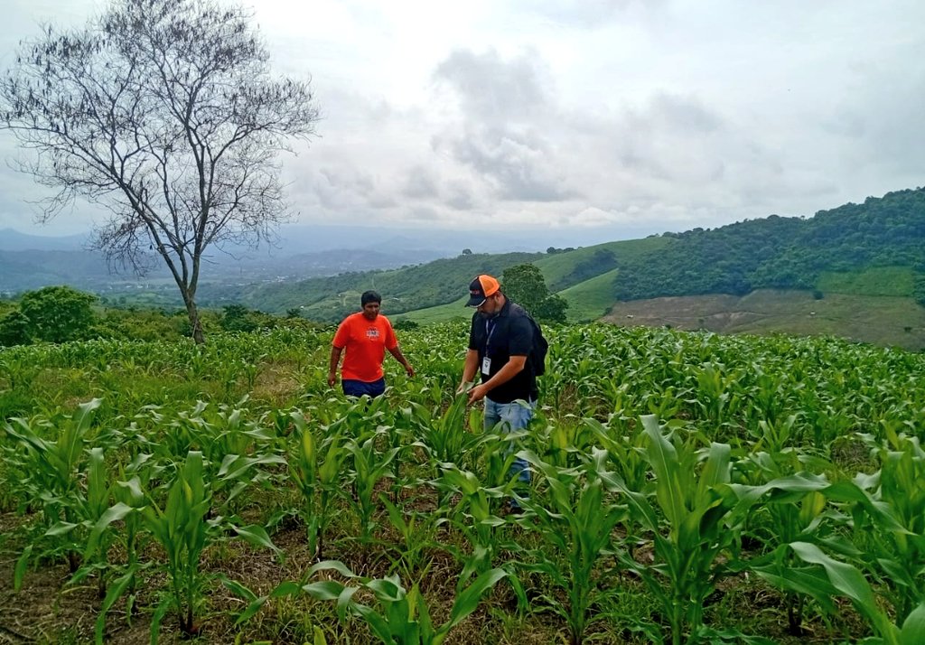 Agricultura_CZ4's tweet photo. #Manabi | Con el fin de garantizar el bienestar de la soberanía alimentaria 🌱🍲, brindamos acompañamiento a pequeños productores de los cantones #Portoviejo y #Rocafuerte con asistencia técnica permanente, transmitiendo tecnología y conocimientos. 🇪🇨🇪🇨
#ElNuevoEcuador https://t.co/ty7gLkAB1d