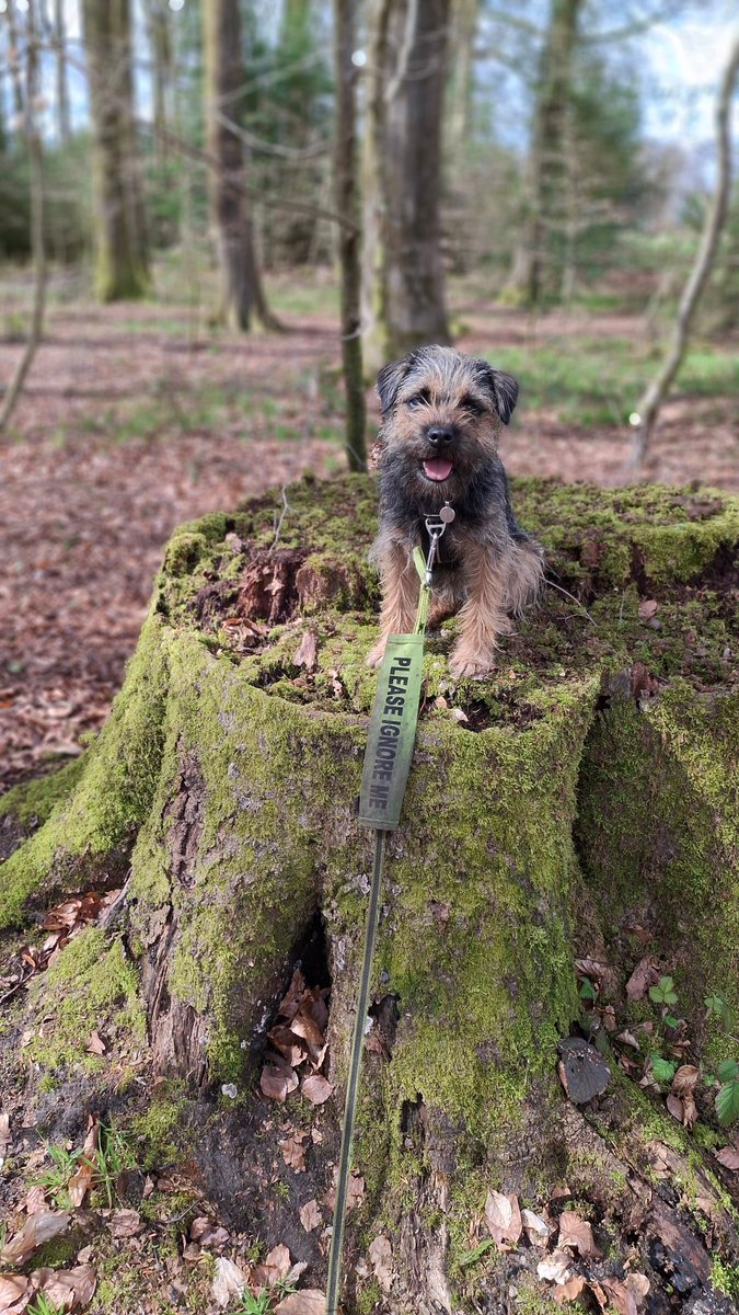 Molly Pickle CBE tweet media