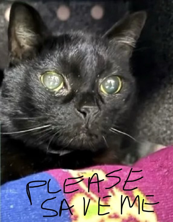 Nutmeg's Crew🌻🇺🇦 tweet media