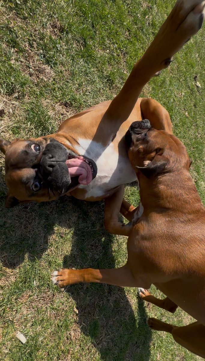 Amy’s Boxer Dogs tweet media