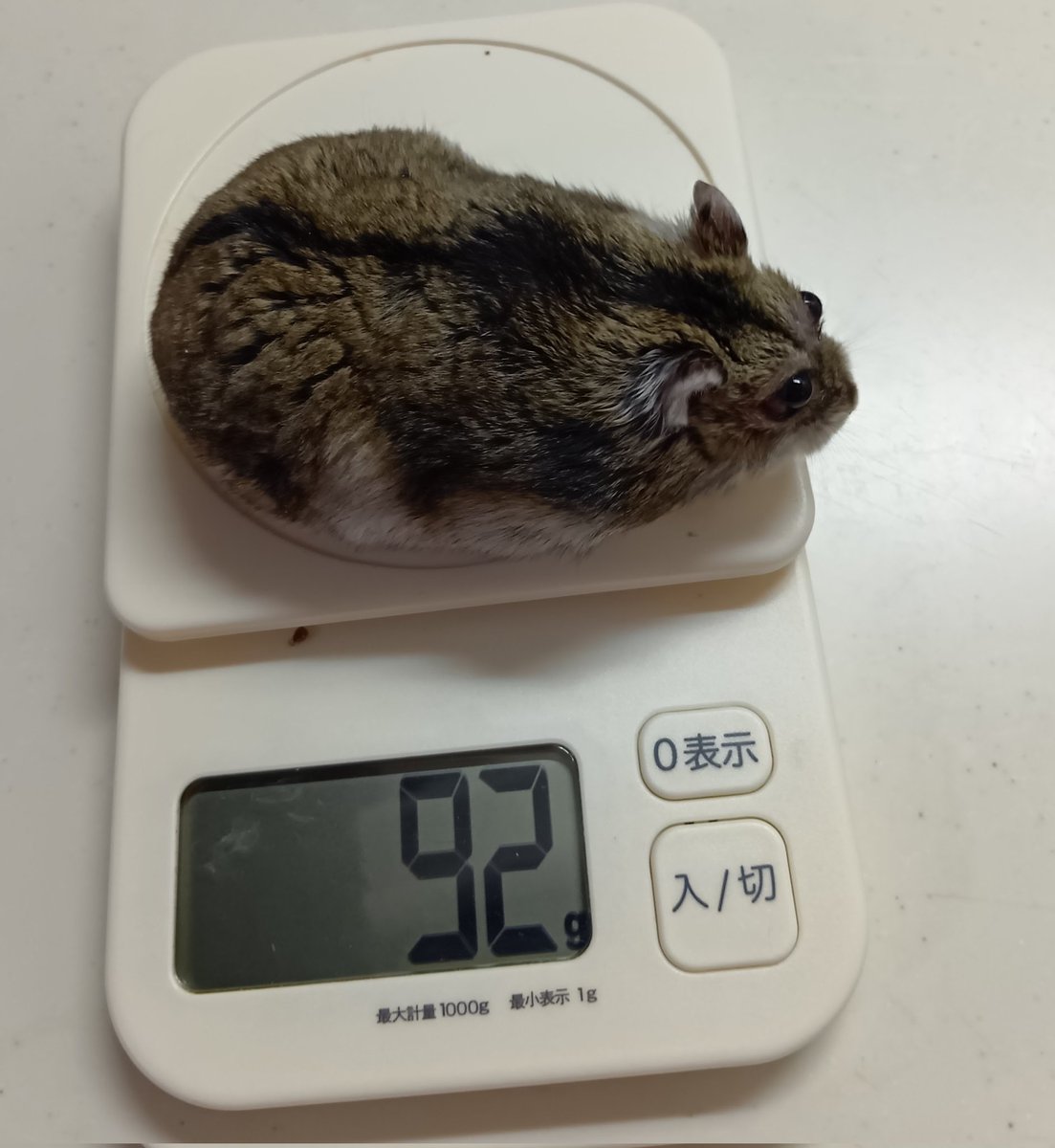 りくのさかな@4/19かすみがうら、11/8アクアライン tweet media