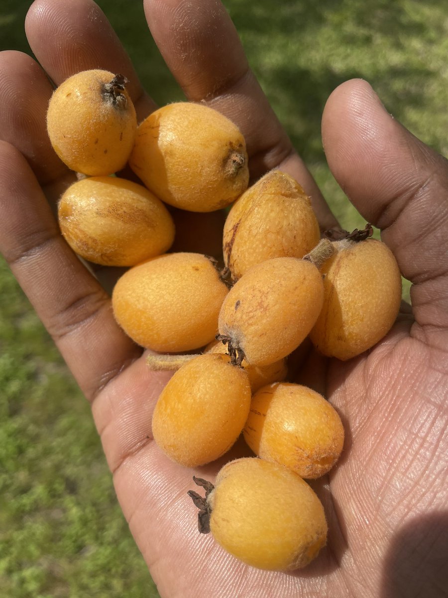 jules 🐊 tweet media