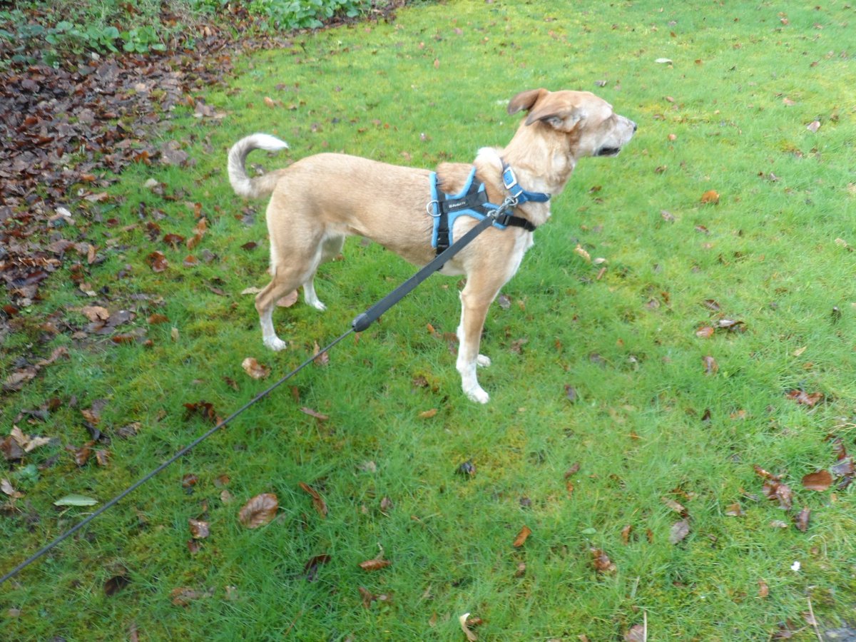 Help2Rehome Scotland tweet media