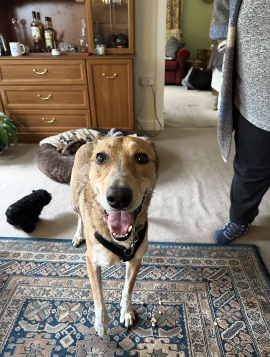 Help2Rehome Scotland tweet media