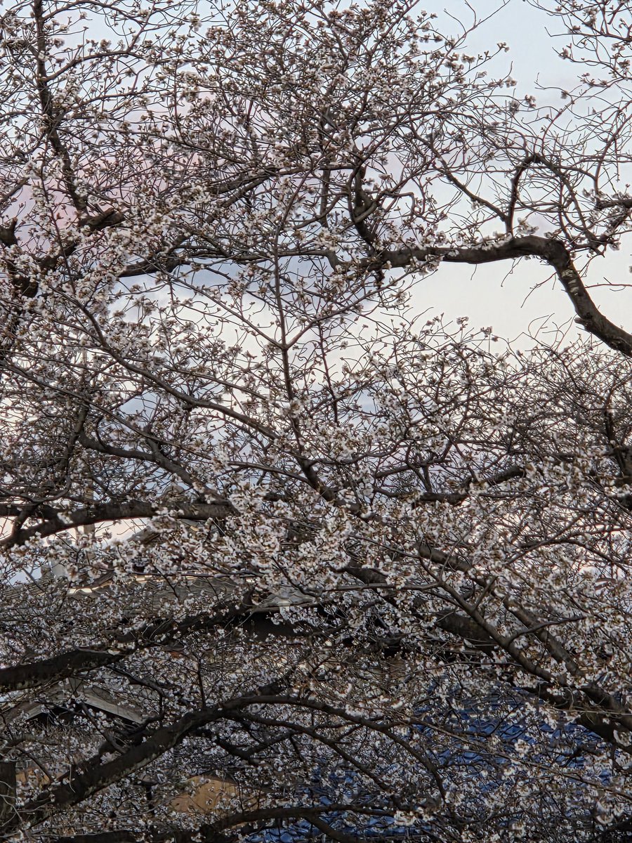 星乃hiro tweet media